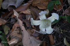 Pajanelia longifolia